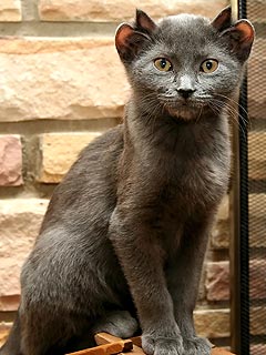 Four-Eared Feline Becomes Internet Sensation