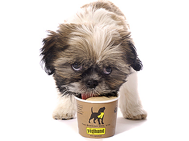 Pups Go Nuts for Doggy Yogurt