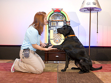 When Dolphins are Away, Trainers Play – with Dogs