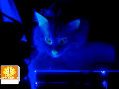 Glow In The Dark Cat Helps Scientists