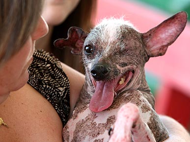 Gus the "World's Ugliest Dog" Says Goodbye