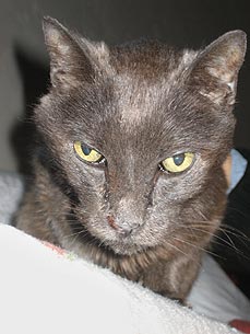 Lost & Found: George the Cat Returns Home After 13 Years