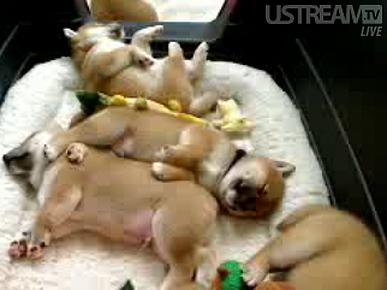 How to Set Up Your Own Pet Cam!
