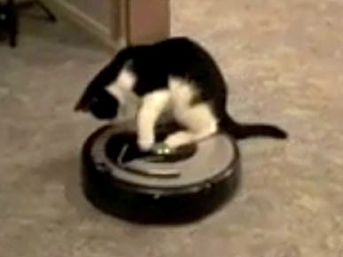 Roomba Takes Kitty for a Ride
