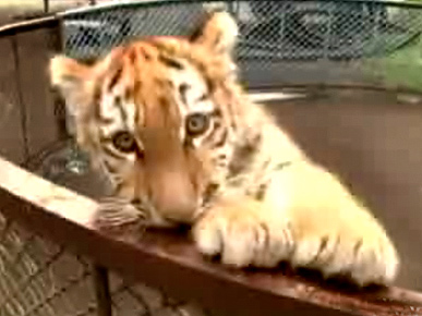 Abandoned Tiger Cubs Unfazed by Disability