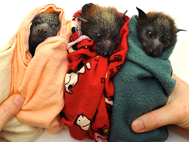 Baby Bats Pictures