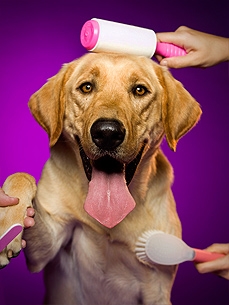 Meet the Real Star of Marley & Me