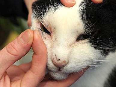Kitty Contacts Help Cat Find His Way