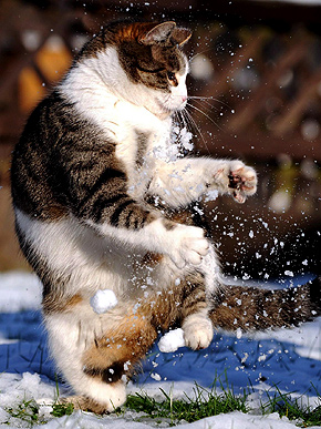 POLL: Does Your Pet Like Snow?