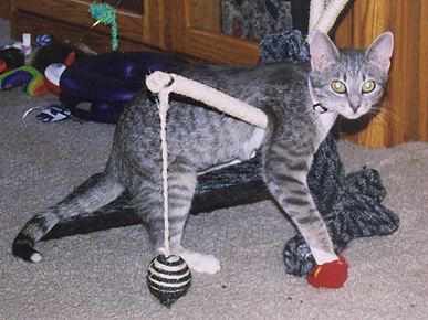 Cincinnati Woman Reunited with Three-Legged Cat