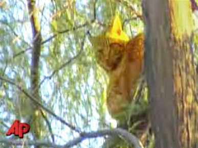 Cat Rescued After Spending 8 Days in Tree