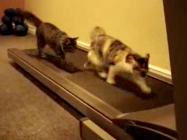 Video: Cats Running on a Treadmill