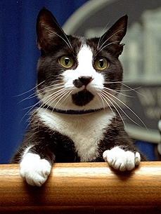 Leave Your Condolences For Socks, White House Cat Dies at Age 20