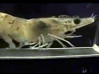Gettin' In Shape! Even Shrimp Exercise