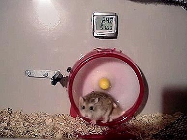 Get Moving! Spin Class for Hamsters