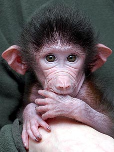 Baby Animal Fix Of The Day: Muki the Baboon
