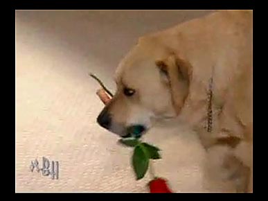 Bonnie Hunt's Pooch is "The Dog Bachelor"