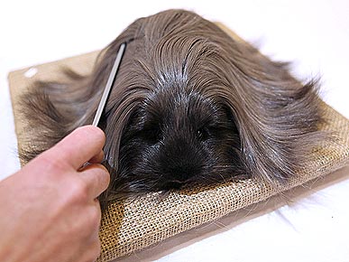 LOL! Guinea Pig With Lusciously Long Locks