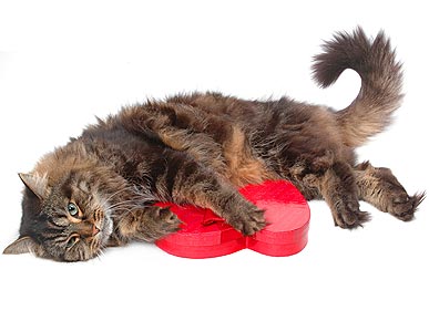 Don't Go Breaking Their Hearts! Tips for Pet Safety on V-Day