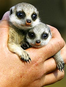 Australian Meerkats Produce First Babies in Nine Years