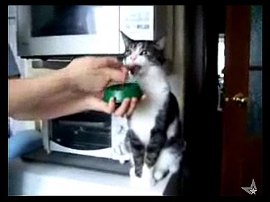 Thursday's Funny Video: Cat In a Trance