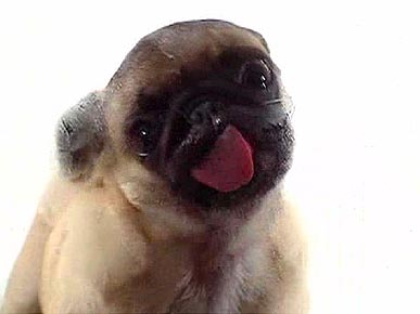 Licking Pug Makes Laugh Cute Pets Zoo Animals People