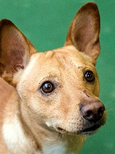 Dog that Survived Crash Gets a Plane Ticket Home