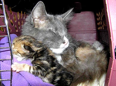 Happy Ending Afterall: Blind Cat Nurses Orphaned Kittens