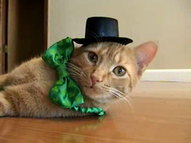 Tuesday's Funny Video: Happy St. Tabby's Day!