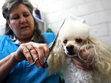 Clipping for a Cause! Groomer Donates Fur