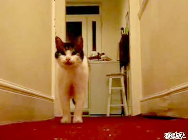 Monday's Funny Pet Video: A Cat with a British Accent!