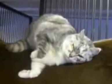 Wednesday's Funny Video: Kitty Horses Around