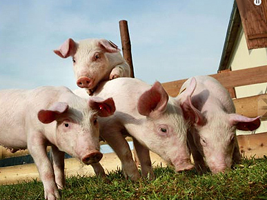 New Reality Show Pig Brother Brings Home the Bacon