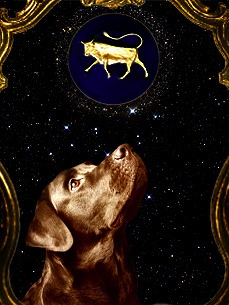 Dog Horoscope: Taurus (April 20-May 19)