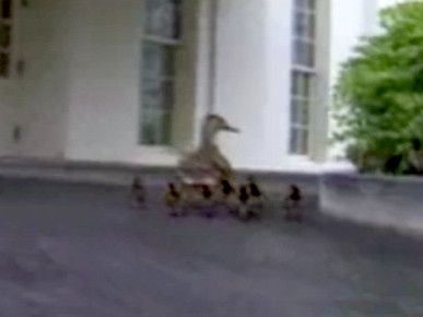 Tuesday's Funny Video: Ducklings Tour the White House Groundsb