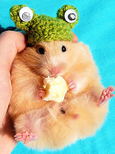 A Farewell to Internet-Star Buleczka the Hamster