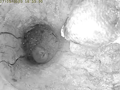 Cute Webcam Alert! Check Out These Baby Owls