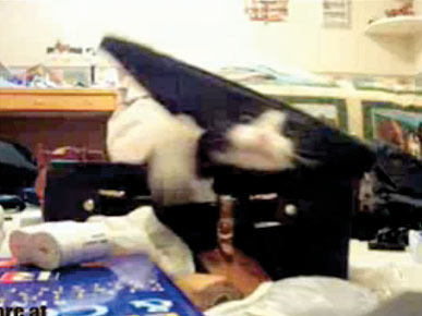 Thursday's Funny Video: Spring-Loaded Cat in the Box