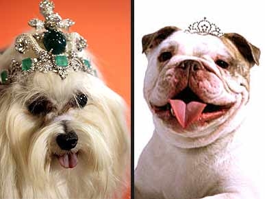 Look for Less: $4.2 Million Dog Tiara