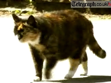 Midge the Cat: Born to Run
