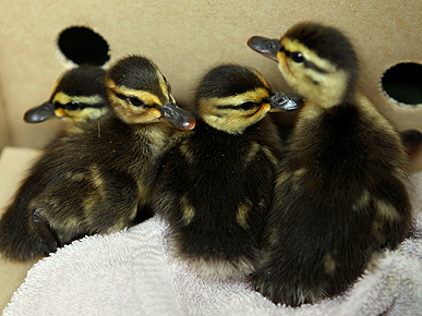 Ducklings in Distress! Firefighters Save Ducks from Storm Drain