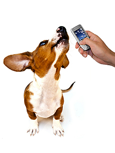 Your Dog Is Calling!  Make Your Pet's Voice Your Ringtone