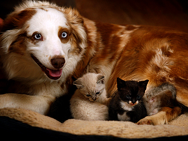 Just Say Awww: Australian Shepherd Becomes Surrogate Mom to Orphaned Kittens