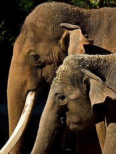 Elephants Ranchipur and Cha-Cha Unpack Their Trunks in San Diego