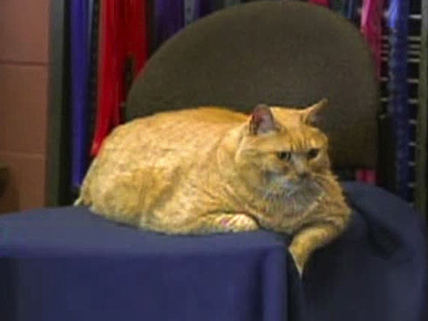 3 Signs of Pet Obesity: You Know Your Cat Is Fat When ...