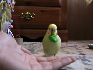 Wednesday's Funny Video: Move Over, Rover! This Parakeet Can Fetch