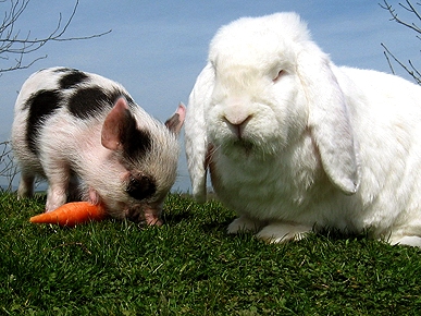 Odd Couple: William the Pig and Charles the Rabbit