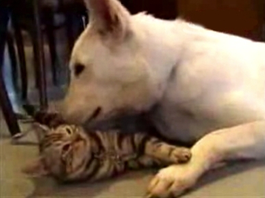 Monday's Funny Video: Poodle's Got Talent!