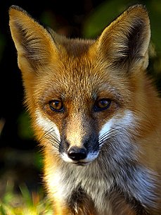 A Fox with a Fetish Steals 120 Shoes in Germany