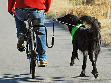 The Springer Bike Leash for Dogs: Safe or Silly?